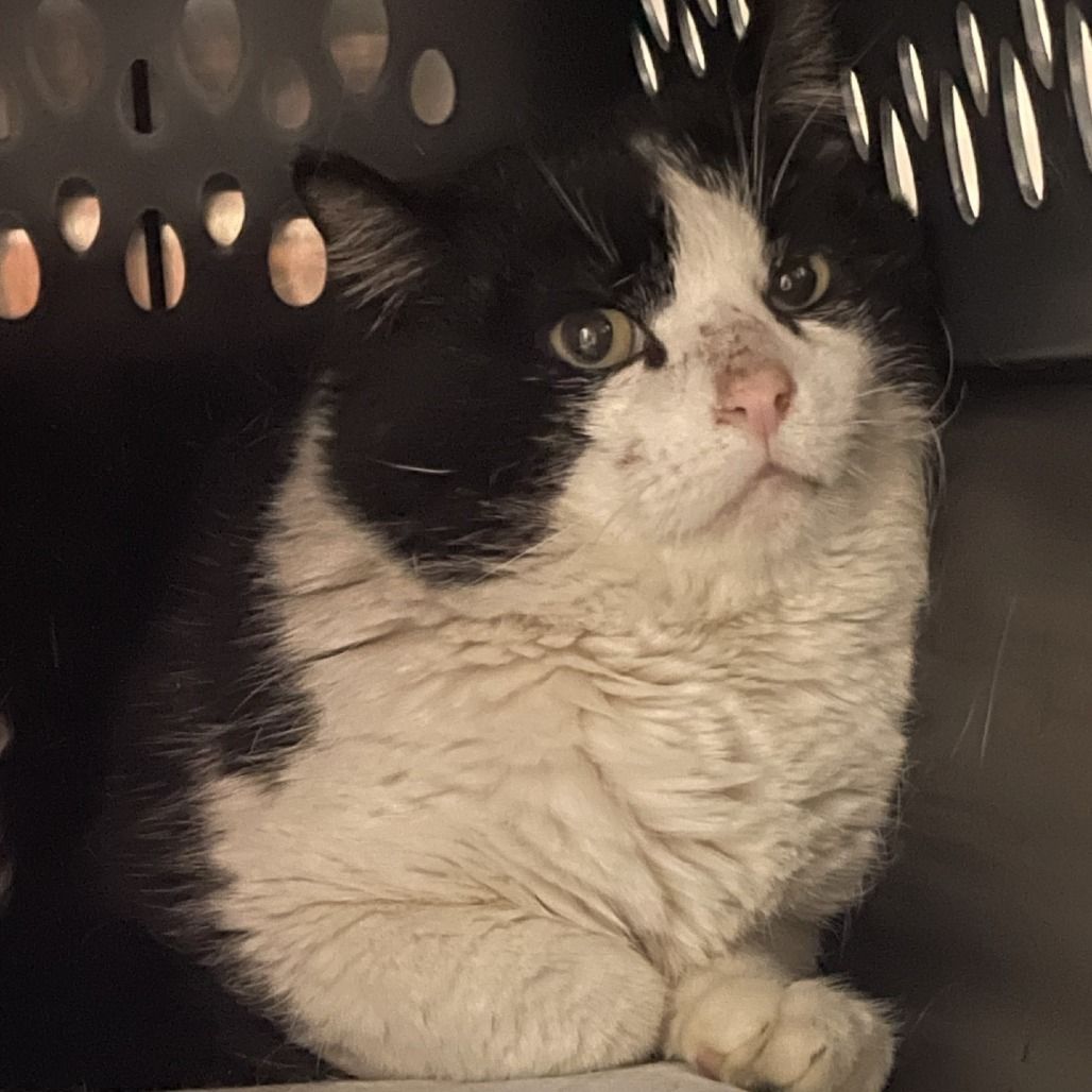 Hello my name is Nero