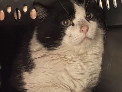 Hello my name is Nero