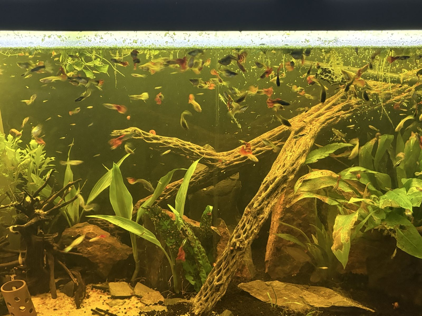 FREE GUPPIES - need gone asap!