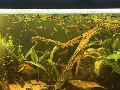 FREE GUPPIES - need gone asap!