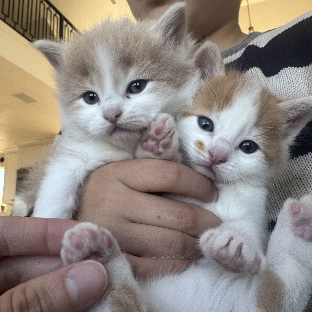 Baby Mix Ragdoll Kittens!!!