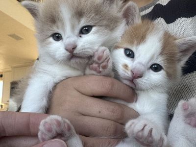 Baby Mix Ragdoll Kittens!!!