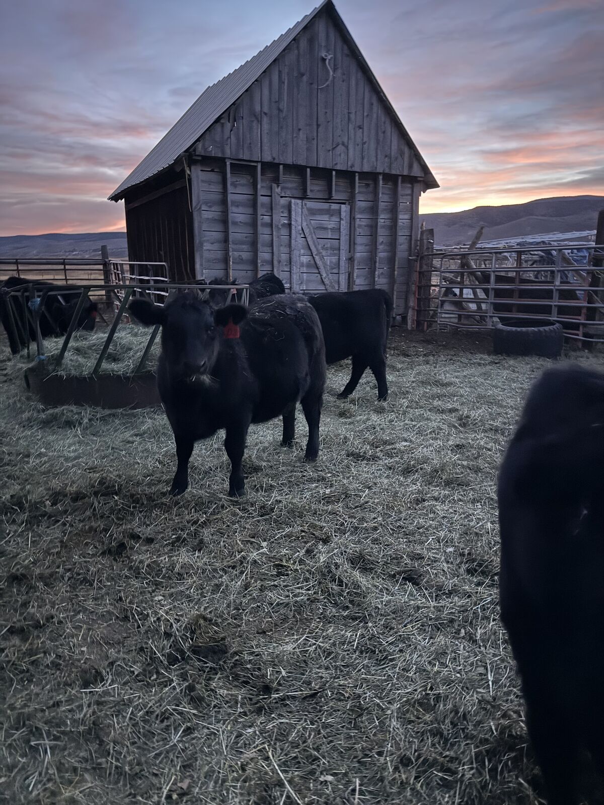 Black angus replacement heifers