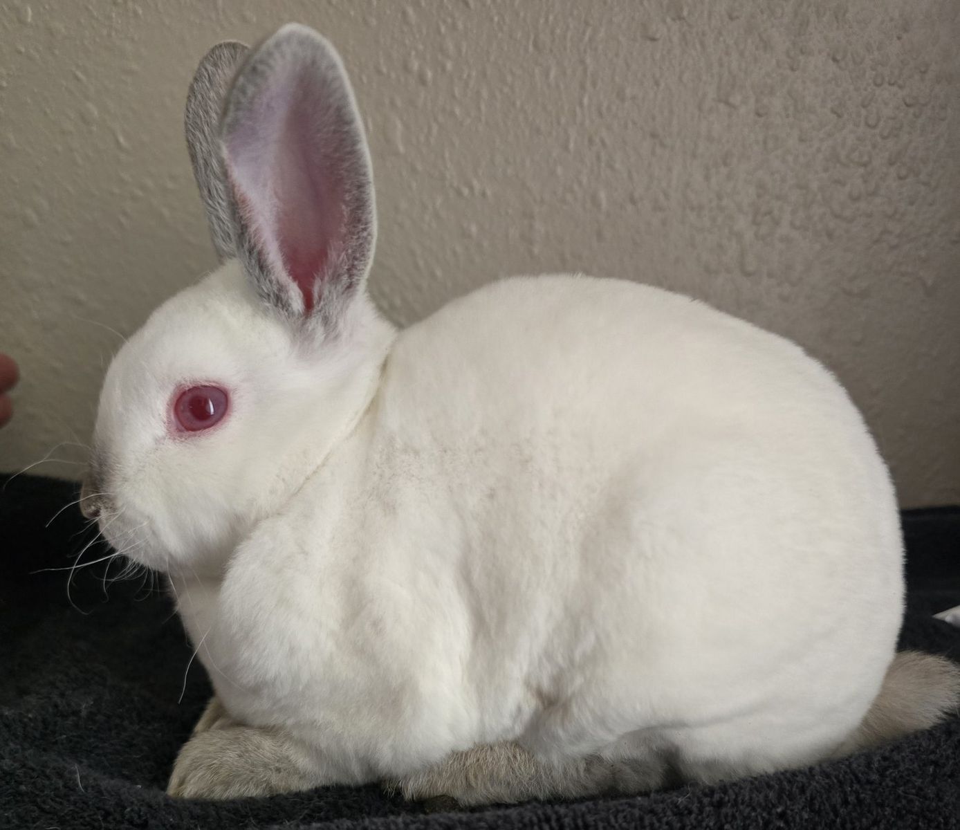 Mini Rex Buck