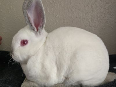 Mini Rex Buck