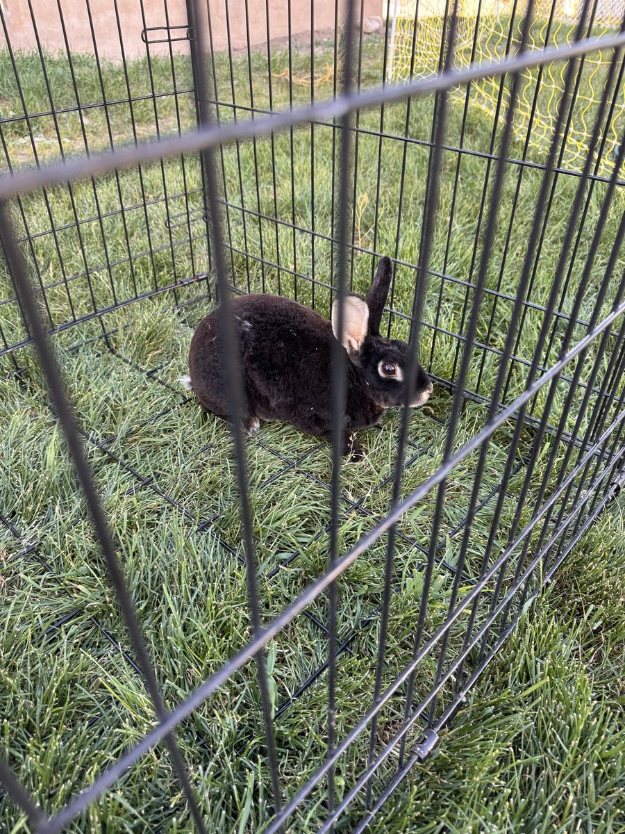 Black rabbit for sale