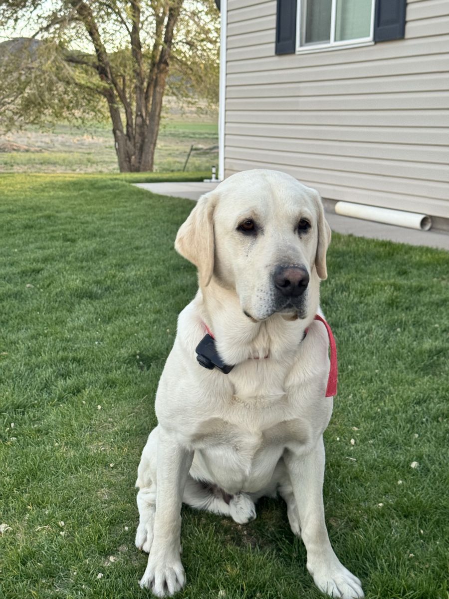 Labrador Retriever Stud