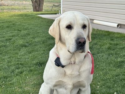 Labrador Retriever Stud