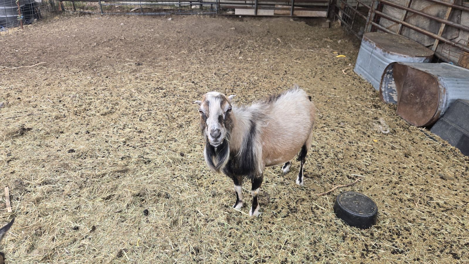 Male Billy Goat