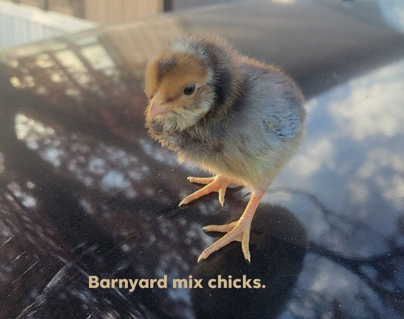 barnyard mix chicks