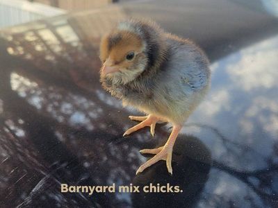 barnyard mix chicks