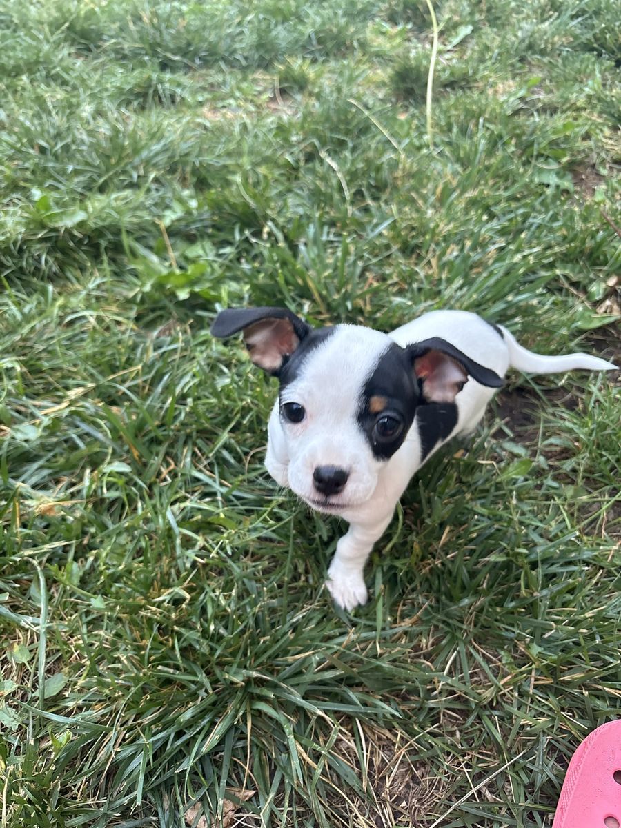 Chihuahua Puppy For Sale