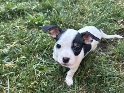 Chihuahua Puppy For Sale