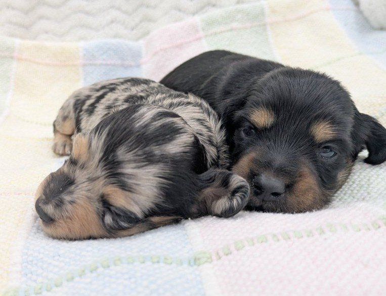 AKC Dachshund Puppy