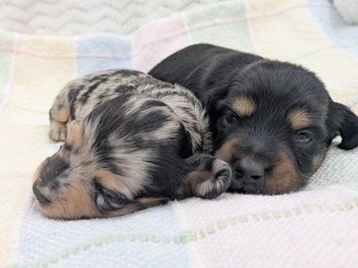 AKC Dachshund Puppy