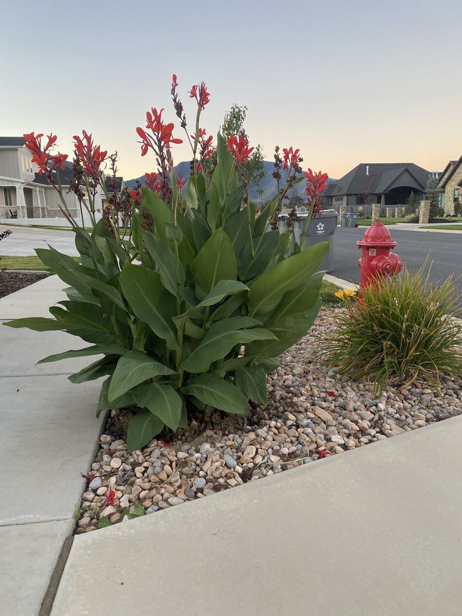Canna Lily Bulbs $1 Each or Less in Bulk