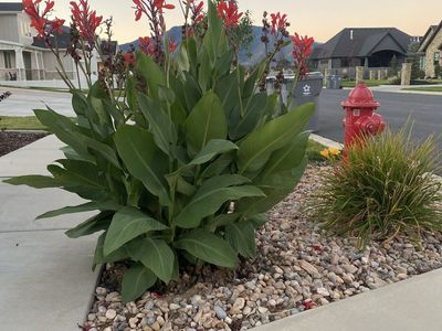 Canna Lily Bulbs $1 Each or Less in Bulk
