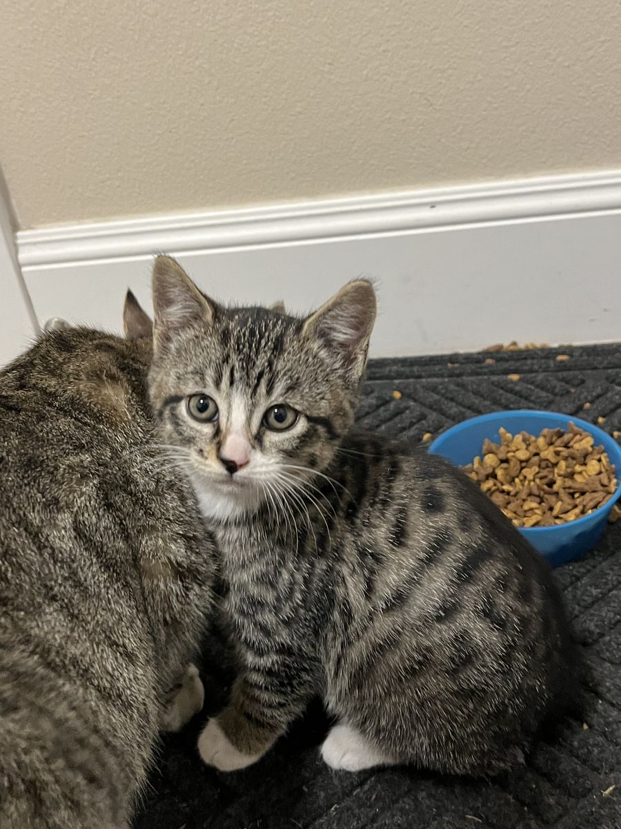 Two cute kittens ready for Easter