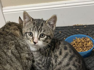 Two cute kittens ready for Easter