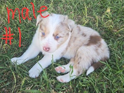 Border Collie Puppies - ABCA