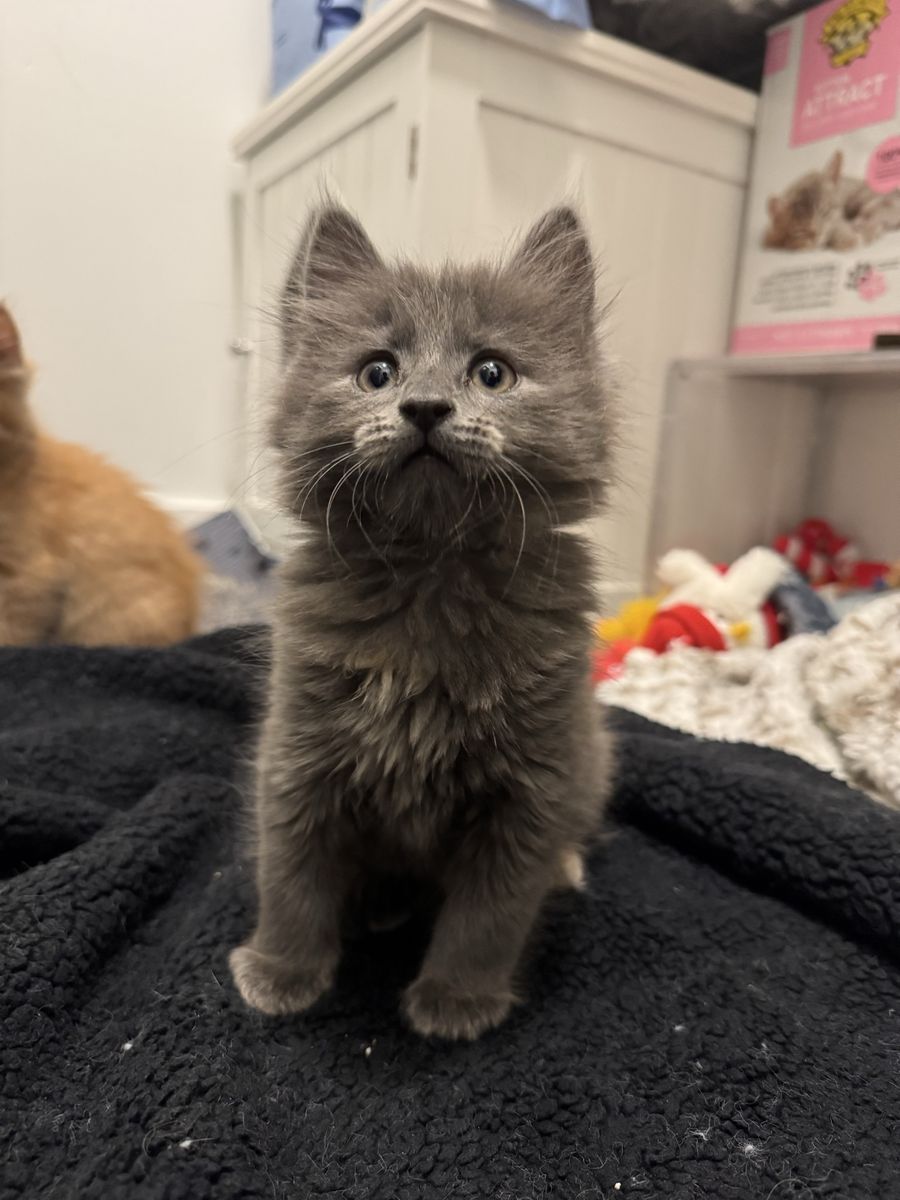 Kitten