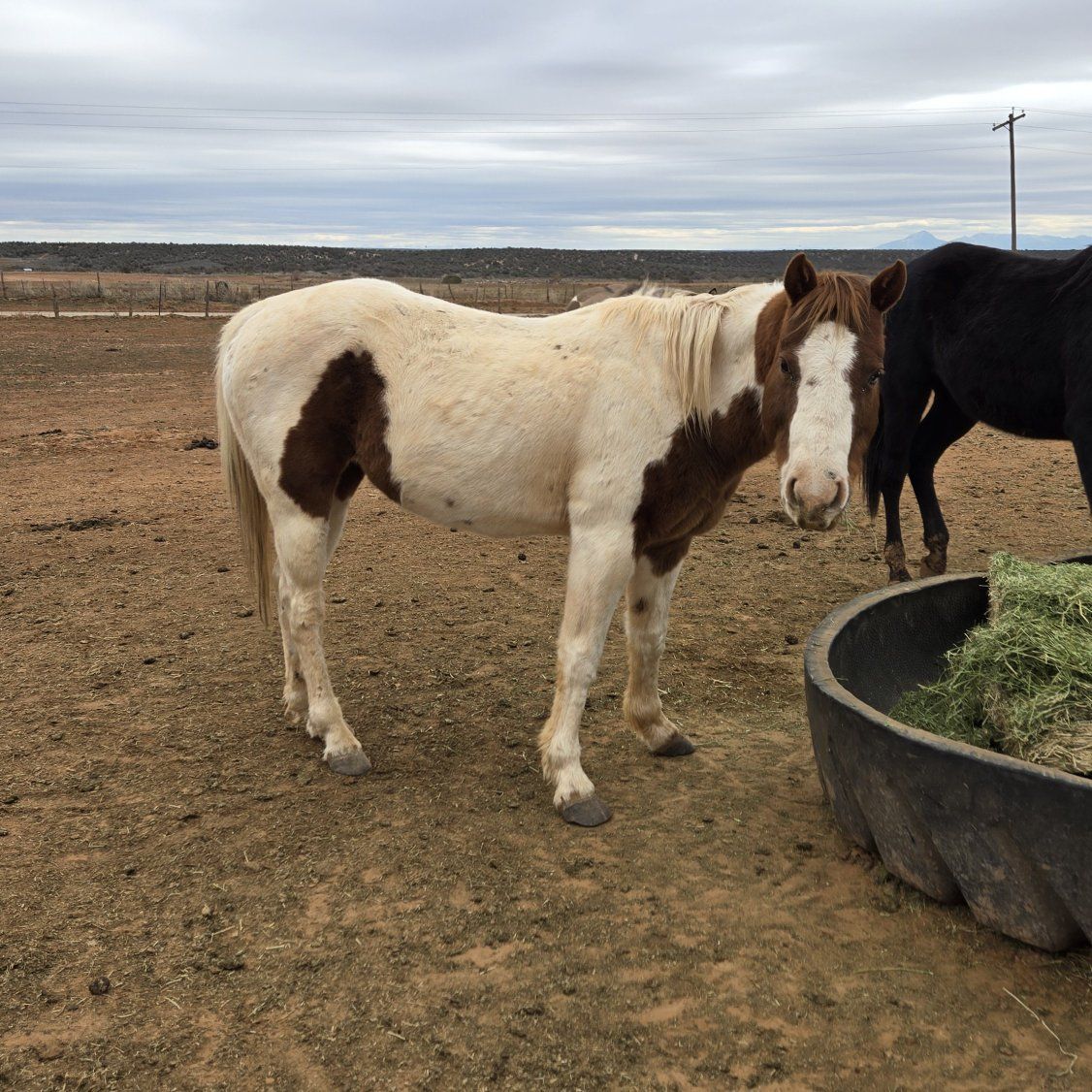 Paint Pony