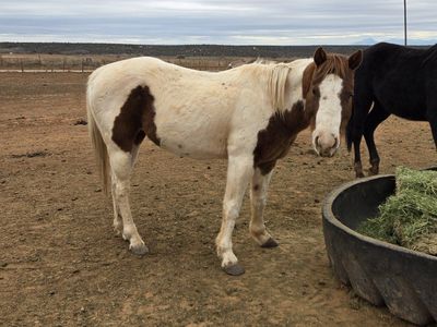 Paint Pony
