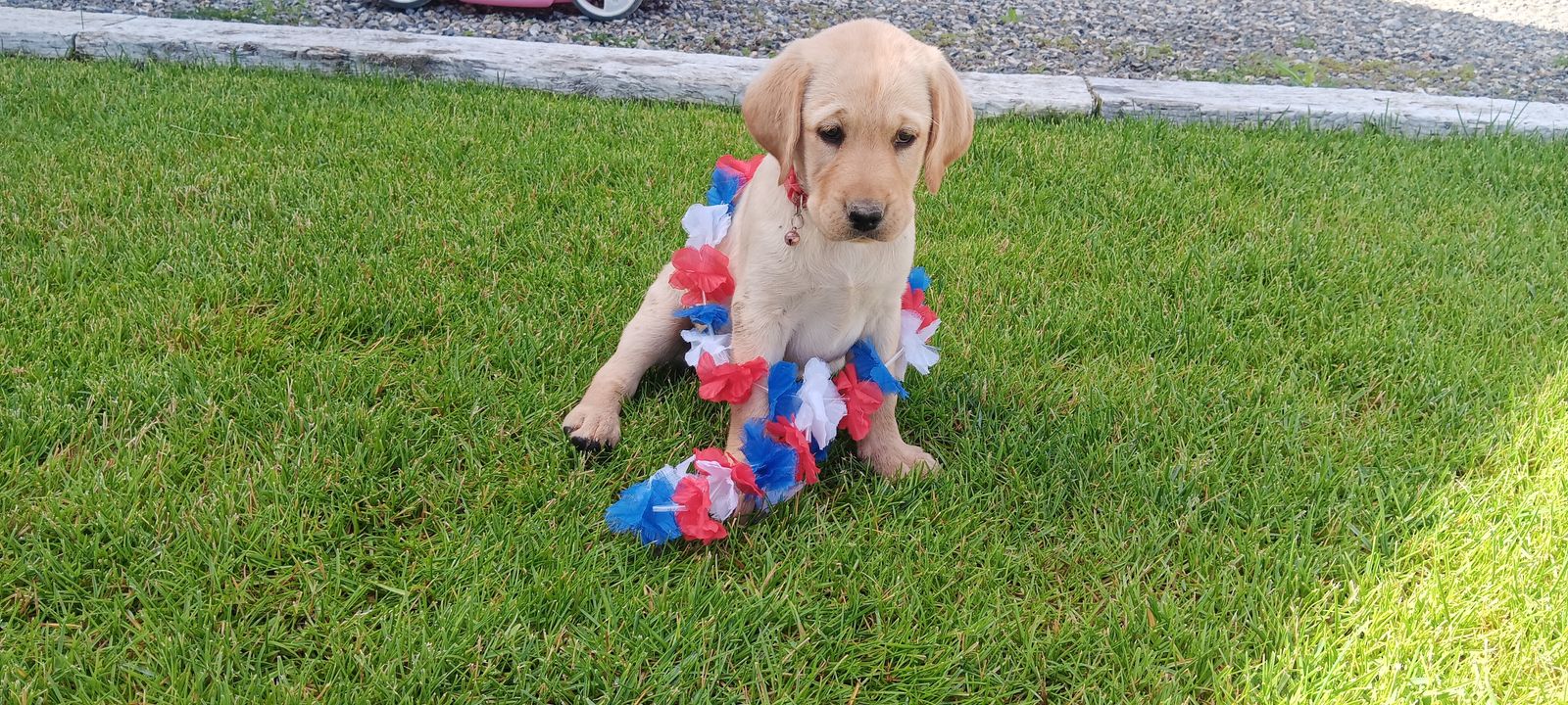 AKC Registered Purebred Adorable Lab Puppy!!