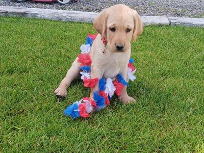 AKC Registered Purebred Adorable Lab Puppy!!