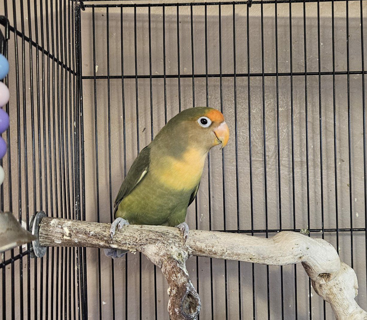 Beautiful Lovebird