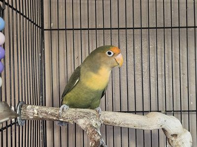Beautiful Lovebird