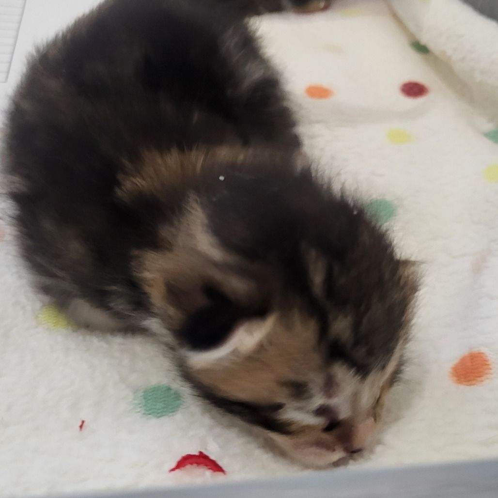 Hello my name is Bolle