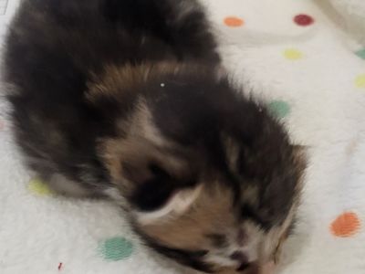 Hello my name is Bolle