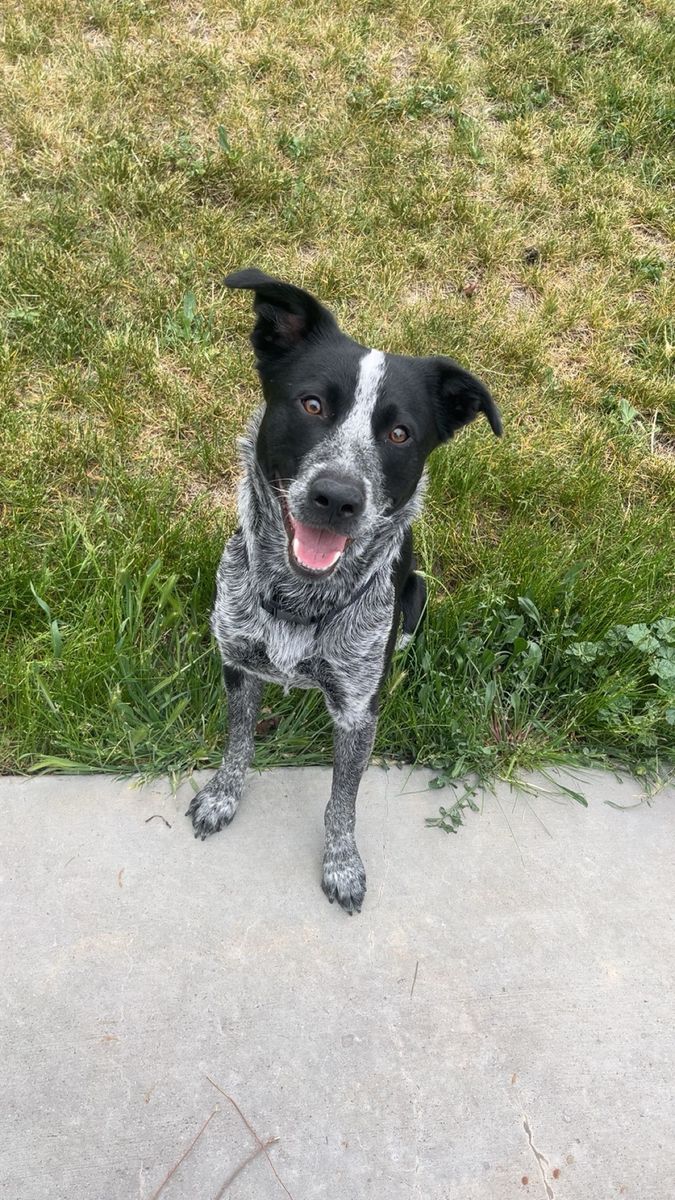 Blue heeler