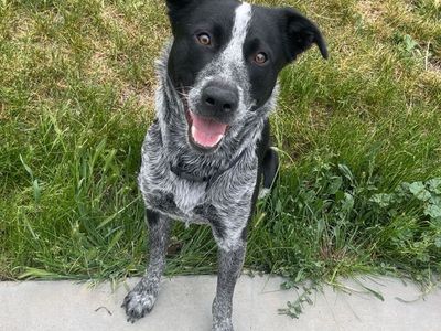 Blue heeler