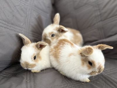 Four Adorable Baby Bunnies