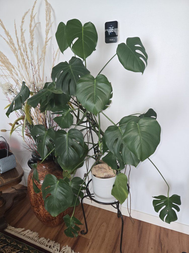 Main image 4