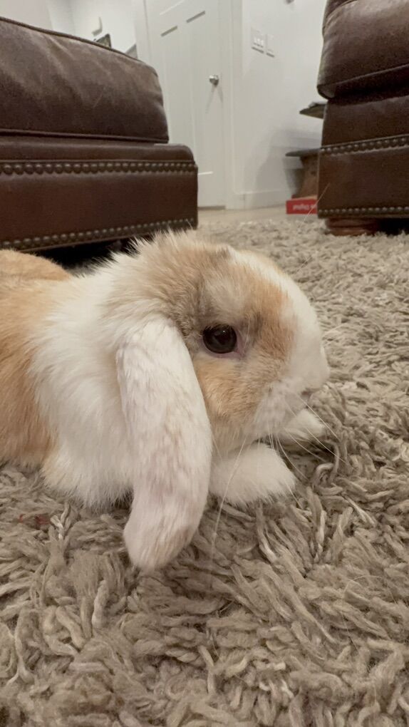 Pedi. GREAT FAMILY PET Holland Lop Boy