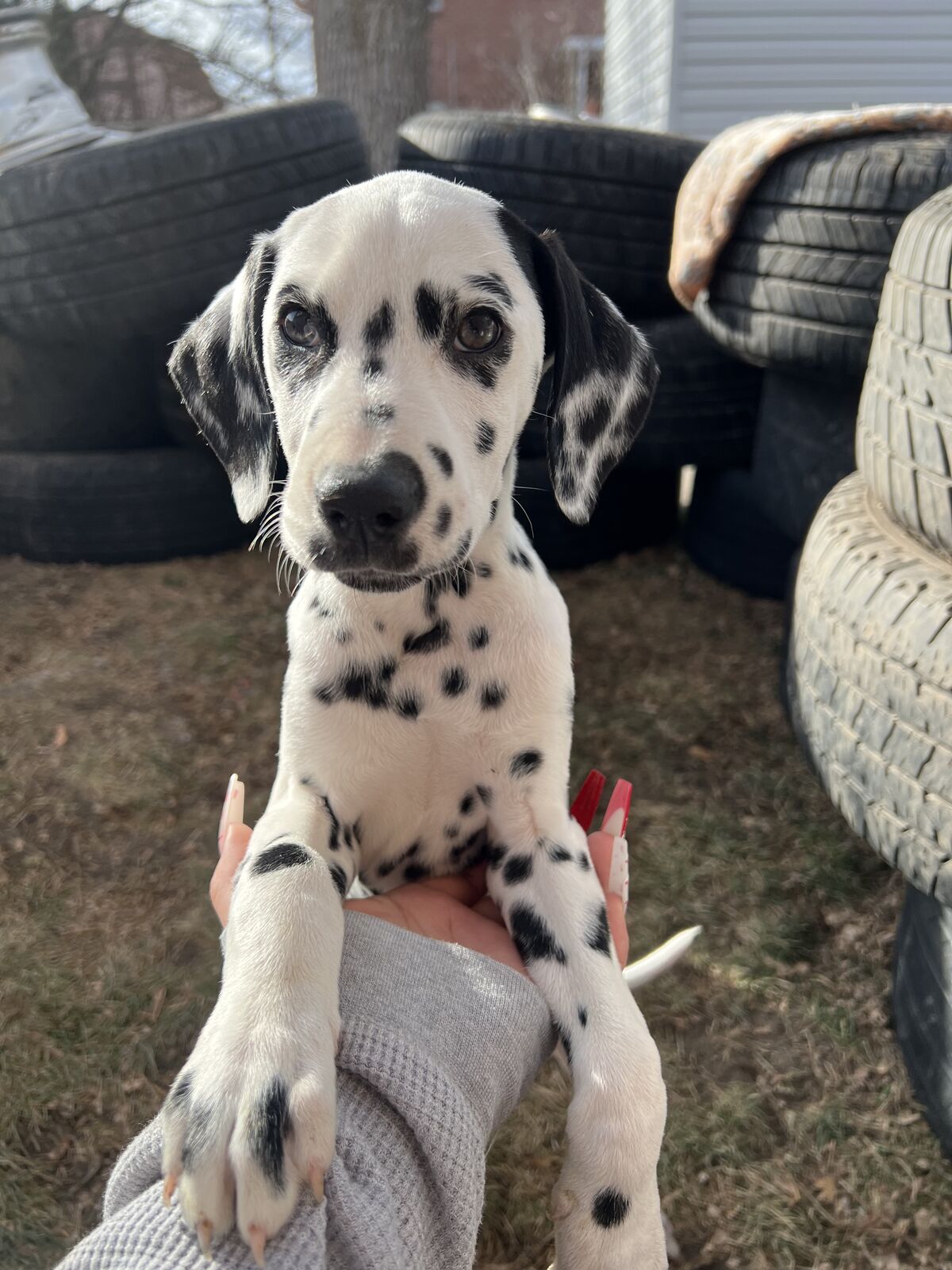 Female Dalmatian