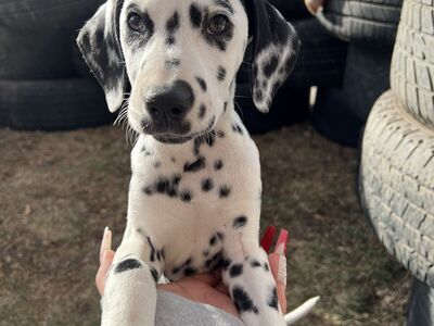 Female Dalmatian