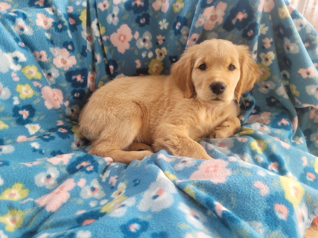 AKC Ready Now! DNA Female Golden Retriever Puppies