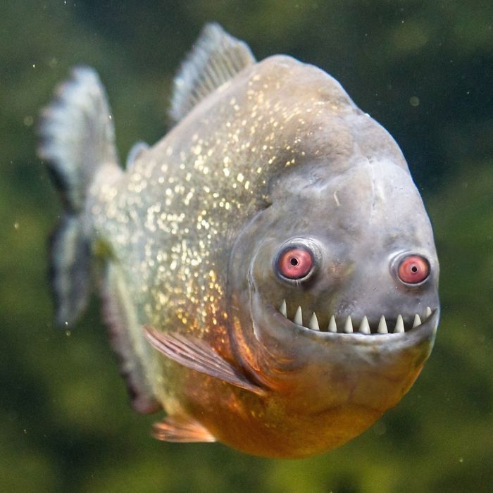 WILL TAKE YOUR FISH!!