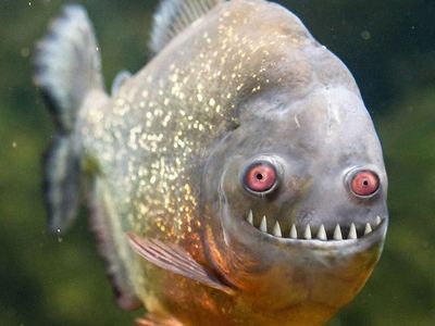 WILL TAKE YOUR FISH!!