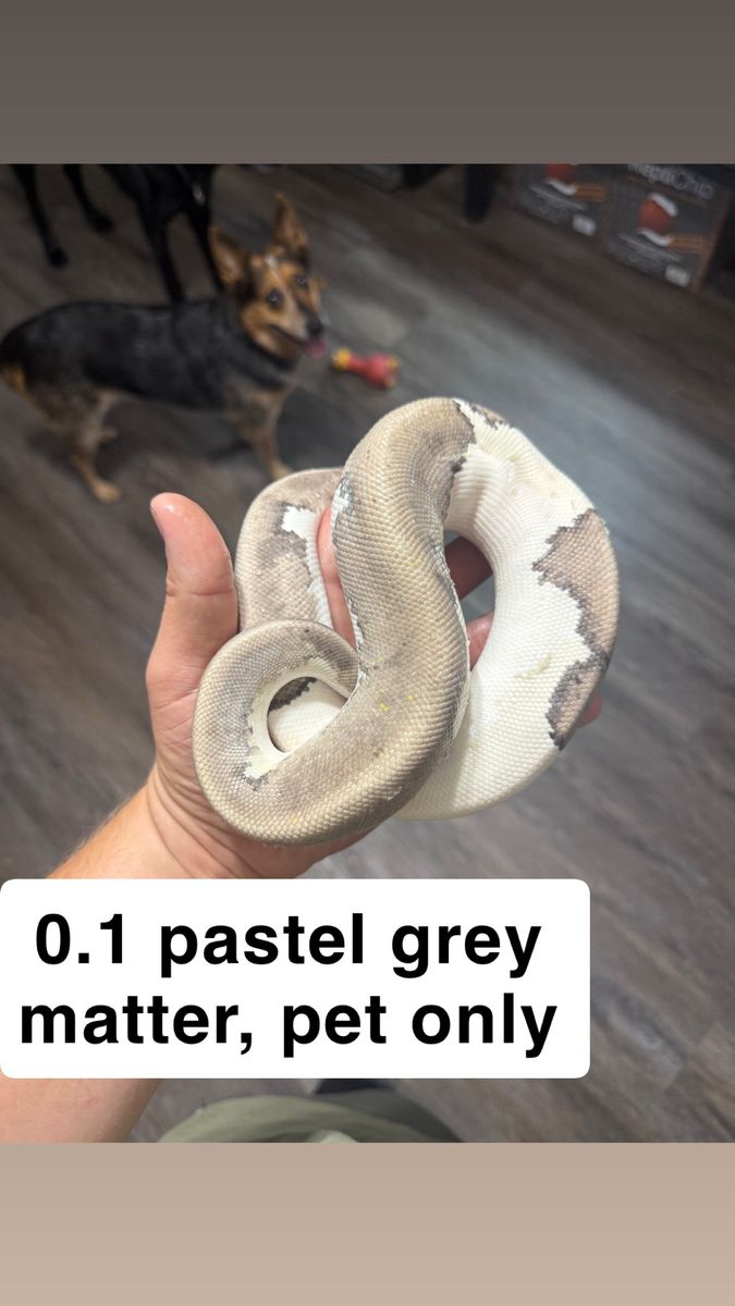 Ball pythons for sale