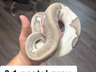 Ball pythons for sale
