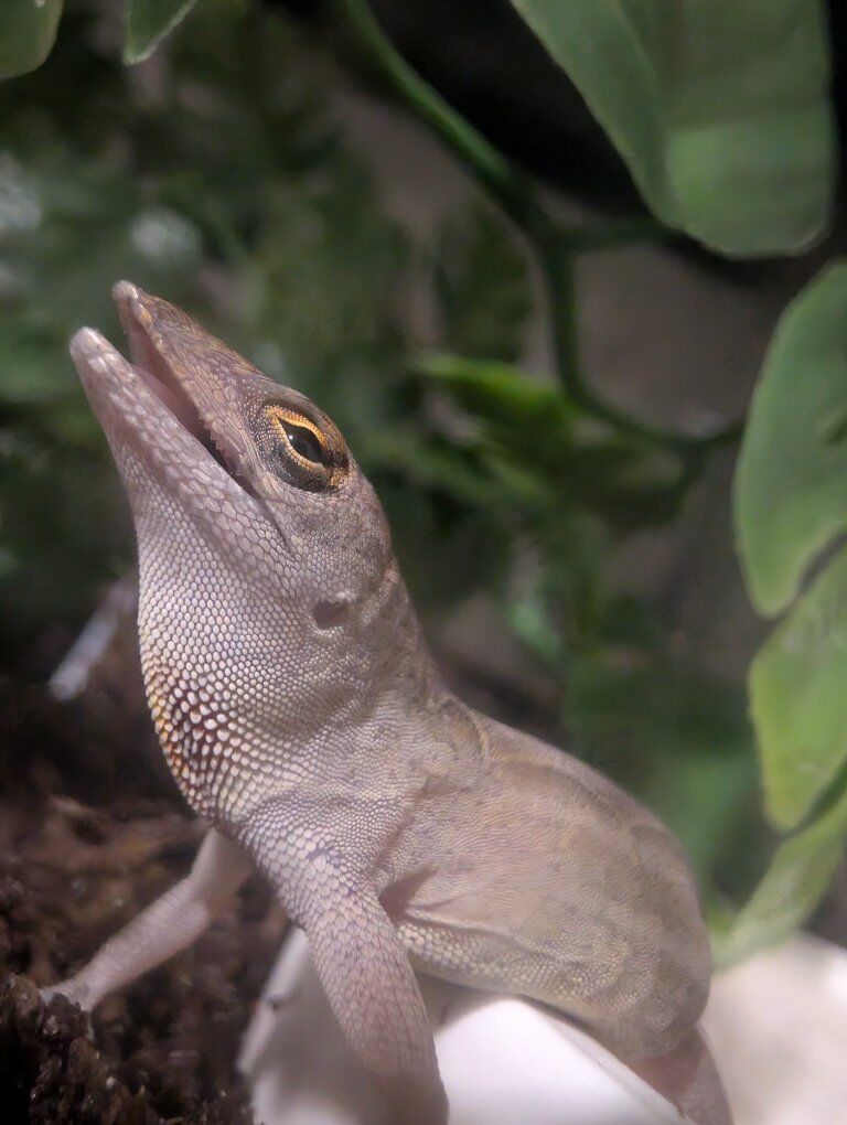 2 brown anoles and bioactive enclosure