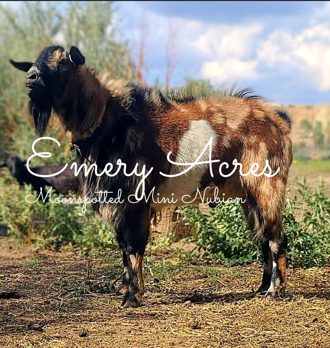 Moonspotted Mini Nubian Buck for Stud