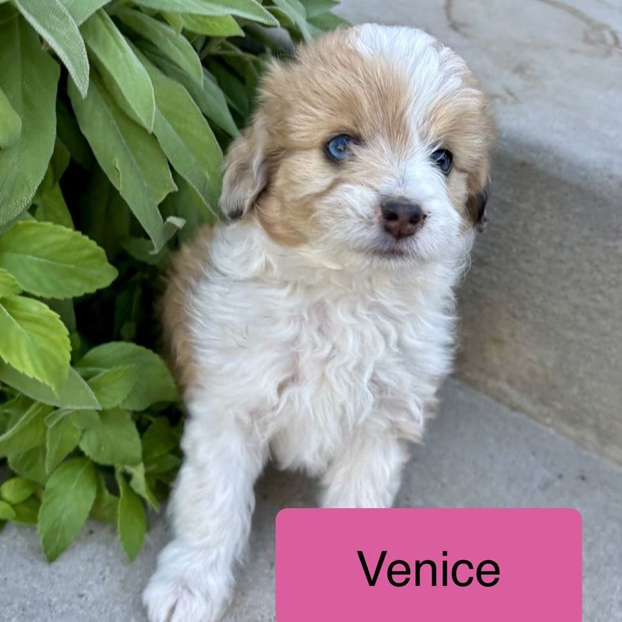 Toy Mini Micro Aussie Doodle Aussiedoodle - Bernadoodle,  Mountain Dog, Goldendoodle, Cockapoo