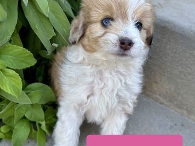 Toy Mini Micro Aussie Doodle Aussiedoodle - Bernadoodle, Mountain Dog, Goldendoodle, Cockapoo