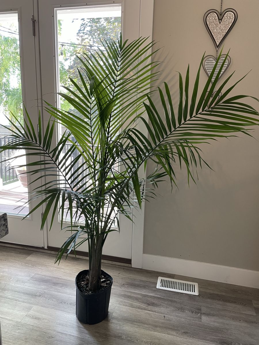 Real indoor majesty palm plant